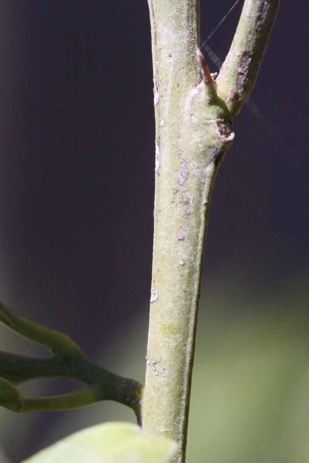              First year twig (Riverside, CA)       